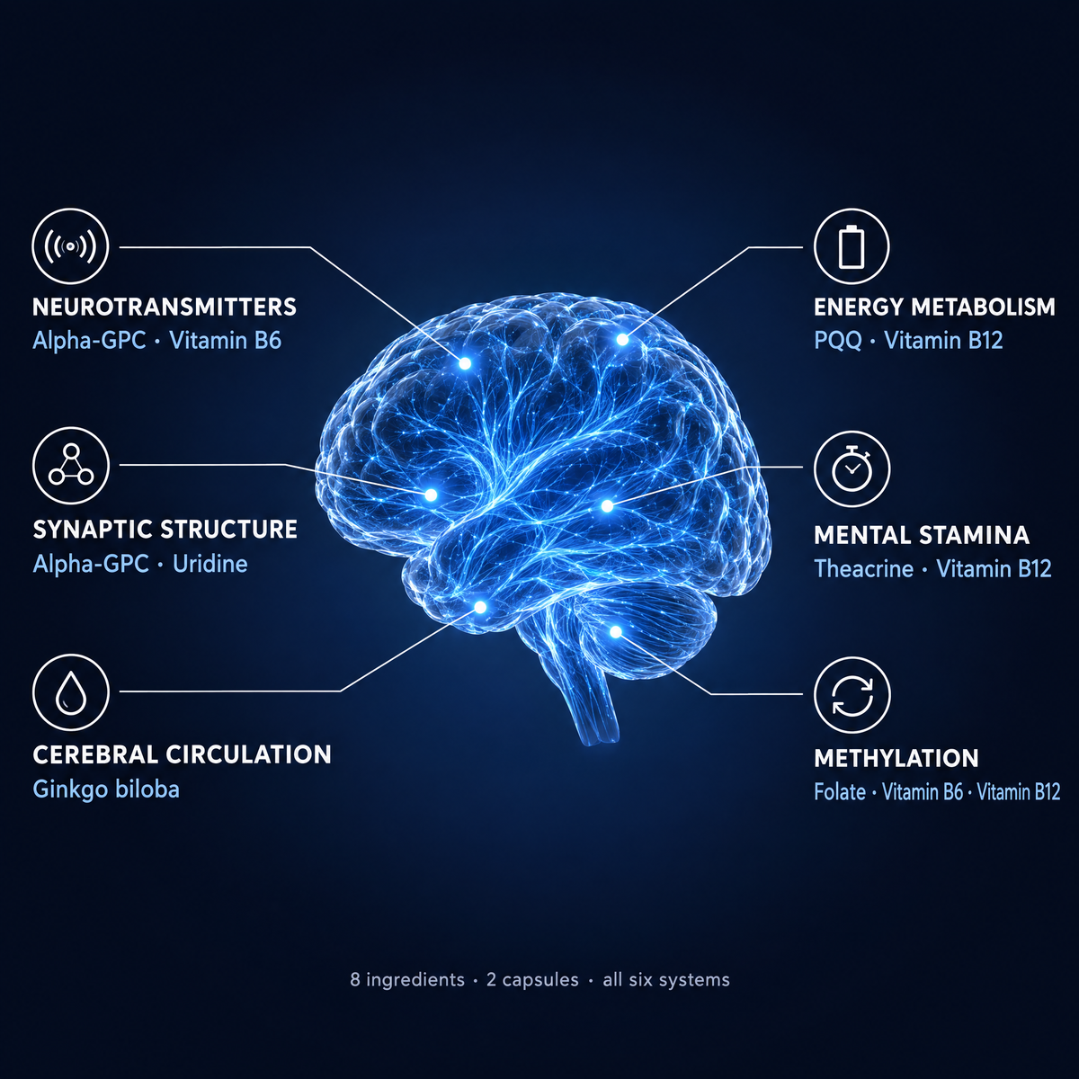 Brain map of the six systems Intellect+ supports: neurotransmitters (Alpha-GPC, vitamin B6), synaptic structure (Alpha-GPC, uridine), cerebral circulation (ginkgo biloba), energy metabolism (PQQ, vitamin B12), mental stamina (theacrine, vitamin B12) and methylation (folate, vitamin B6, vitamin B12).